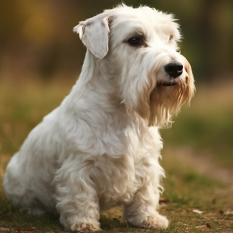 Sealyham Terrier
