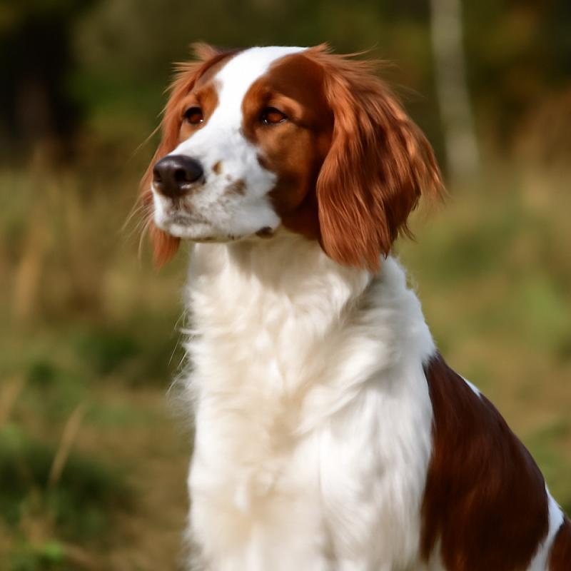 Irish Red and White Setter