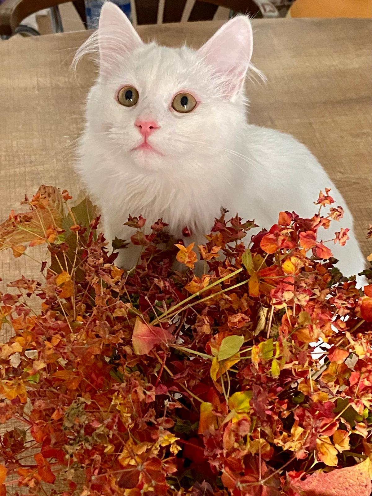 Bulut (erkek) 9 aylık