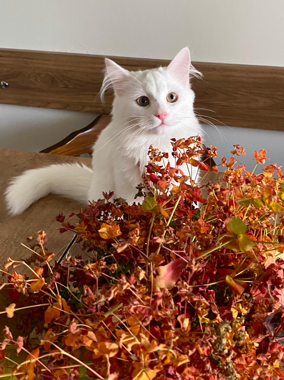 Bulut (erkek) 9 aylık - Foto 2