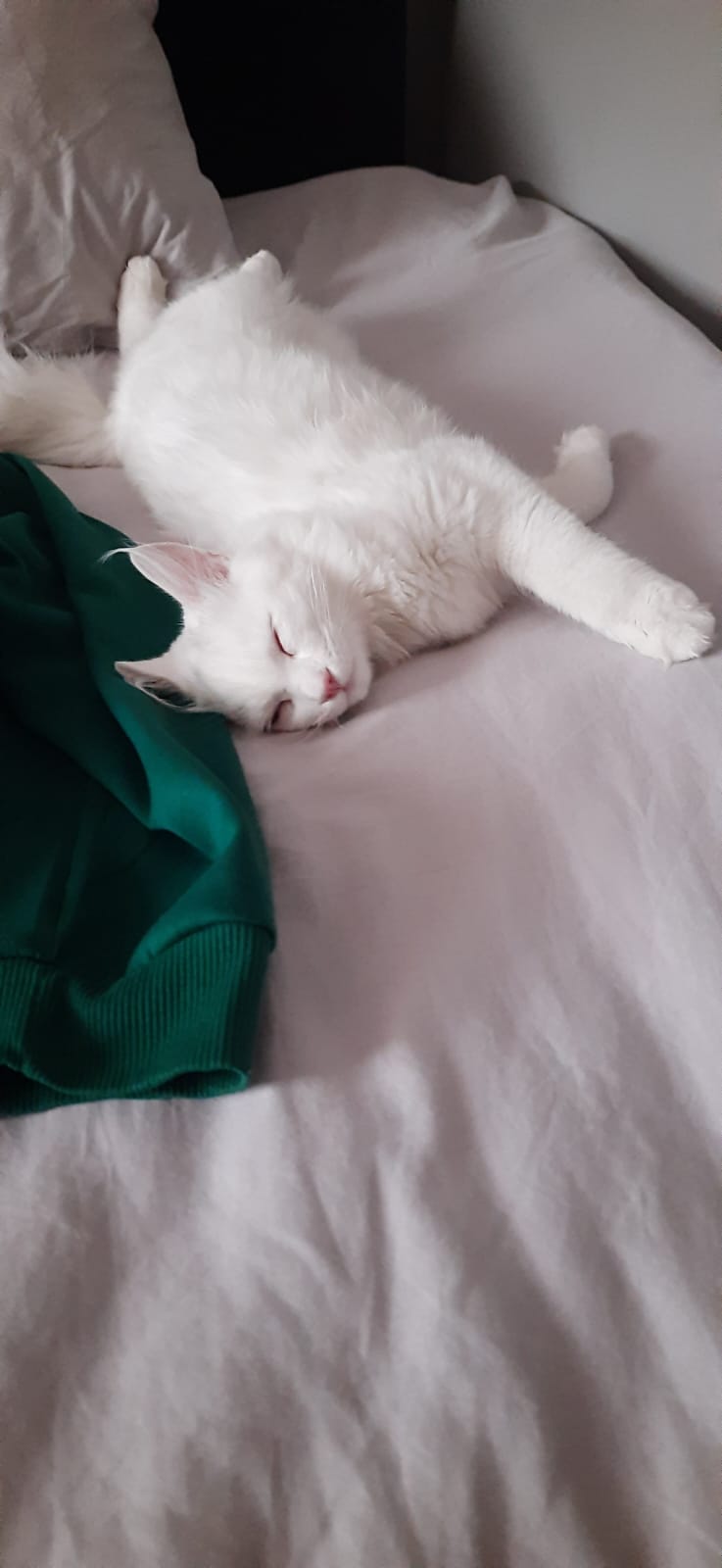 Bulut (erkek) 9 aylık - Foto 3