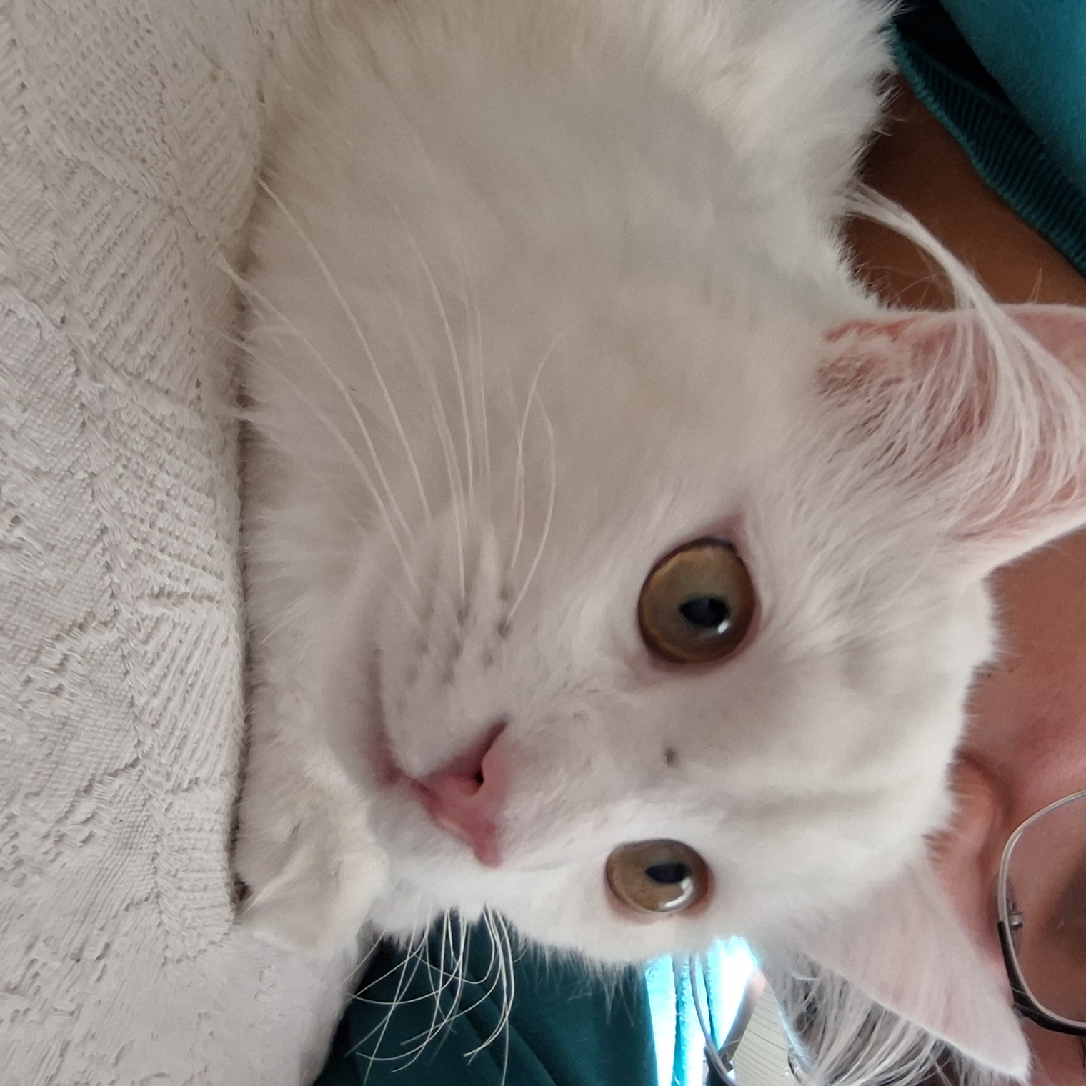 Bulut (erkek) 9 aylık - Foto 4