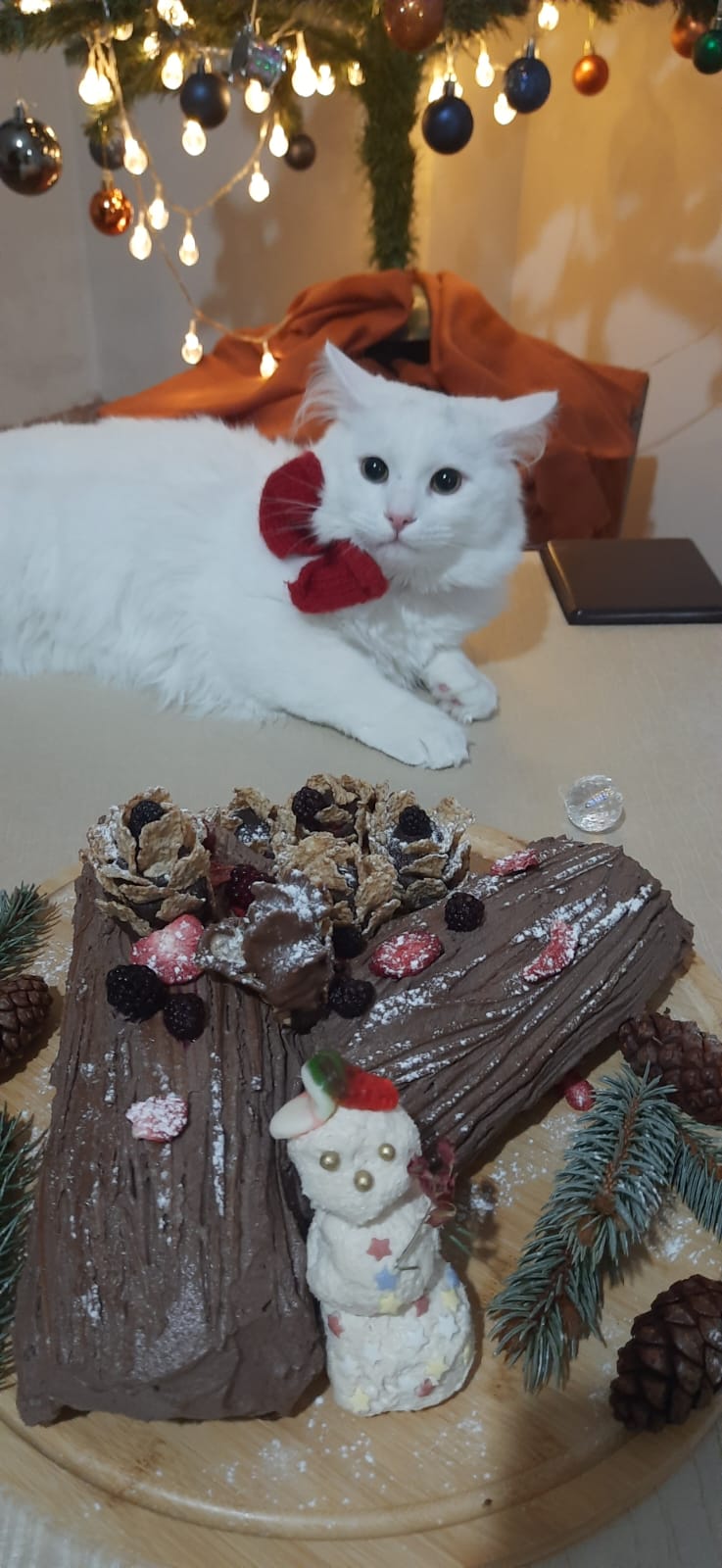 Bulut (erkek) 9 aylık - Foto 6