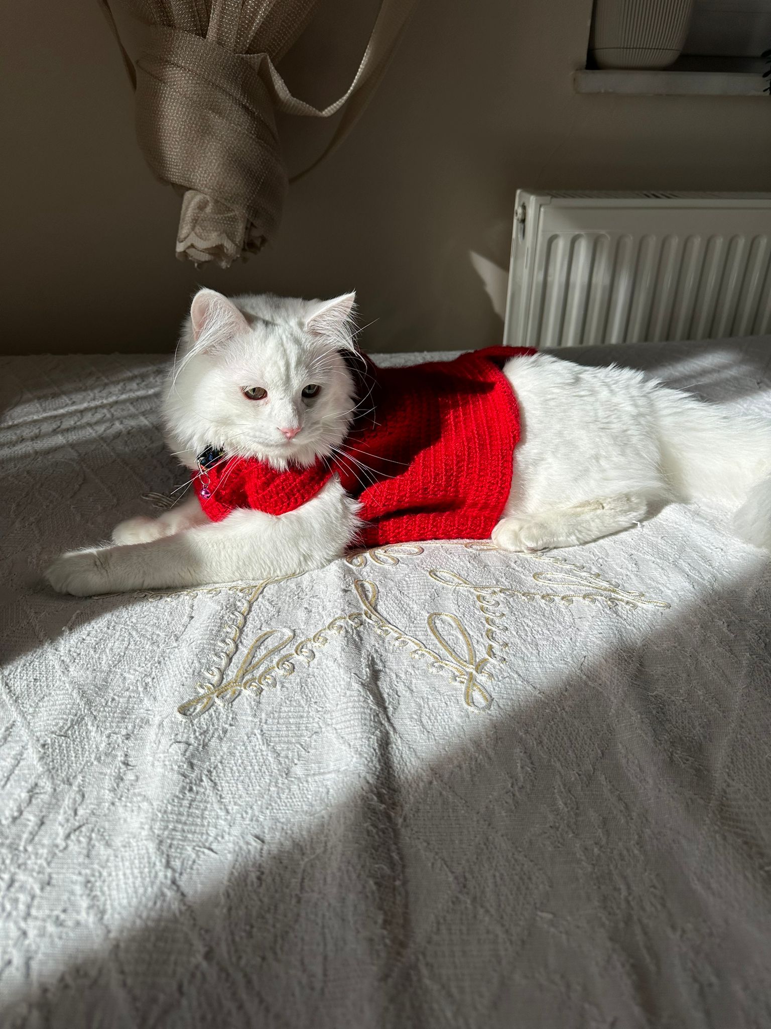 Bulut (erkek) 9 aylık - Foto 7