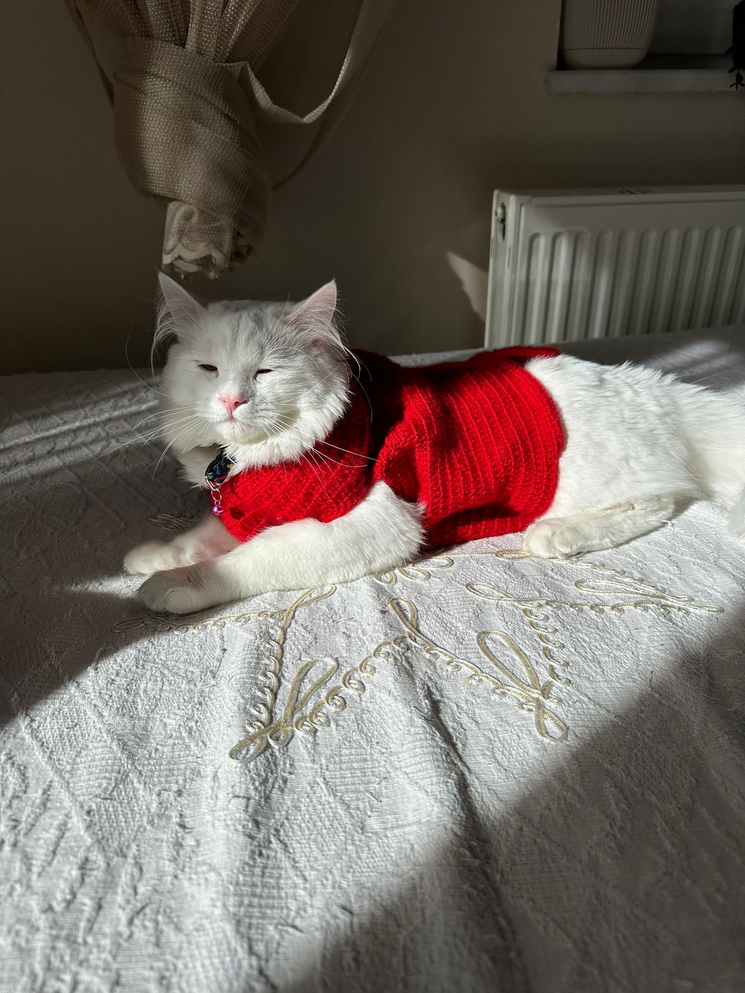 Bulut (erkek) 9 aylık - Foto 8