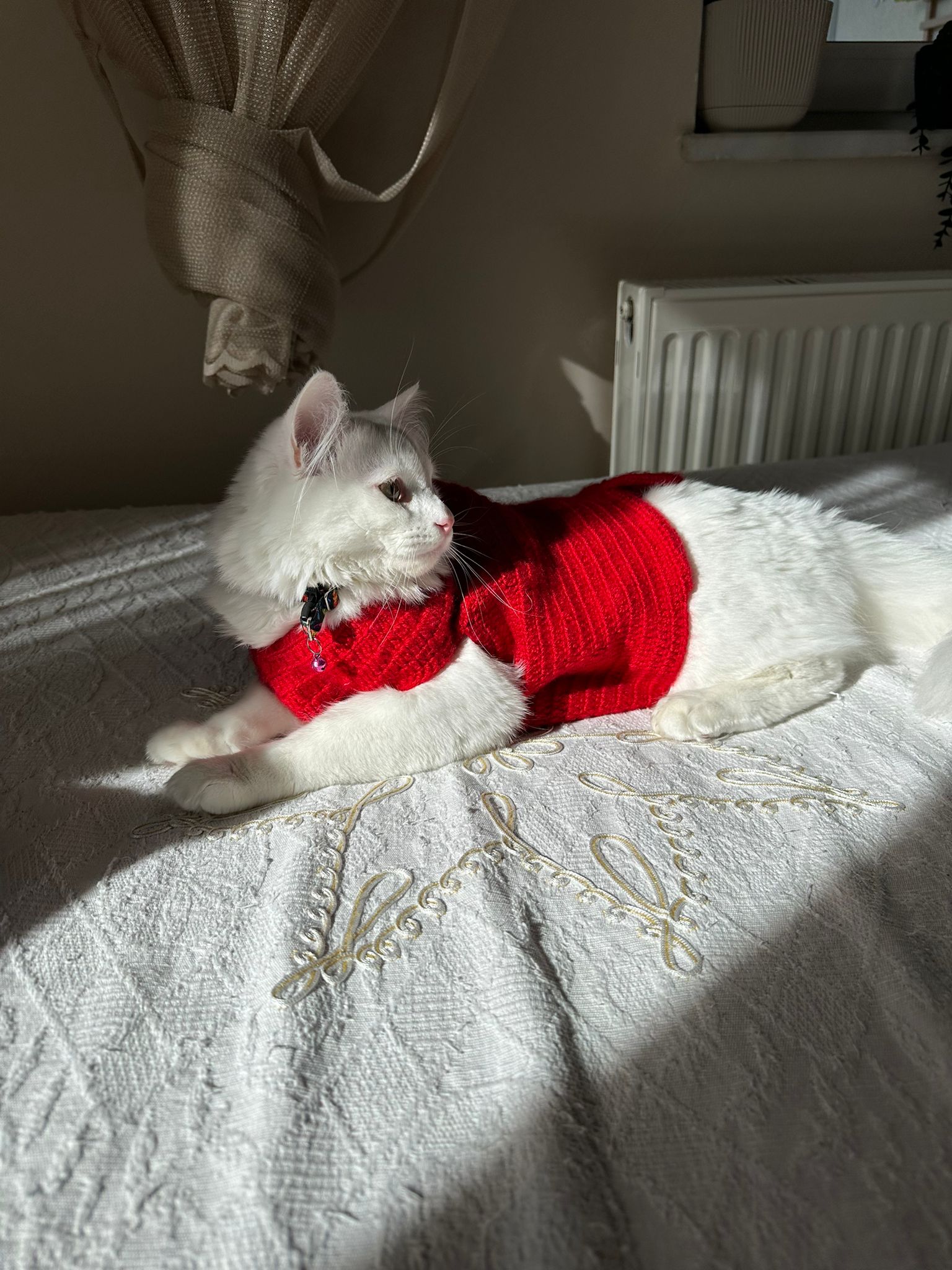 Bulut (erkek) 9 aylık - Foto 9