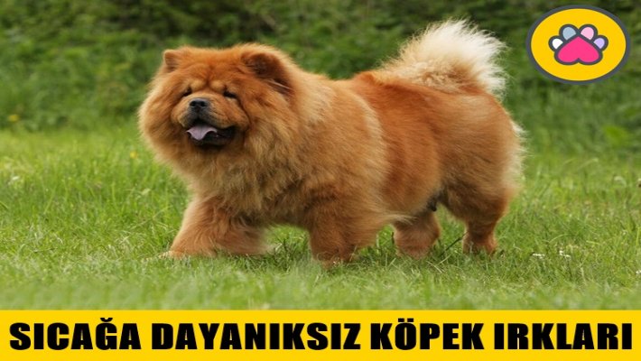 Ankara Barınak Köpek Sahiplendirme